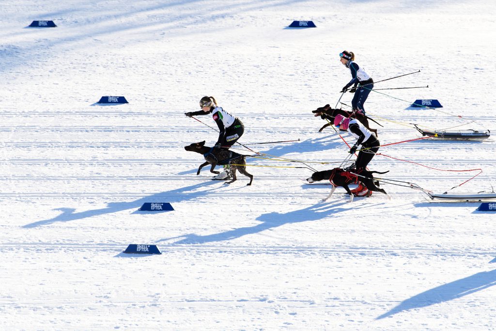 Deltagarna startar i draghund combined under dag 3 av SM-veckan